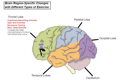 運動對大腦益處|前額葉