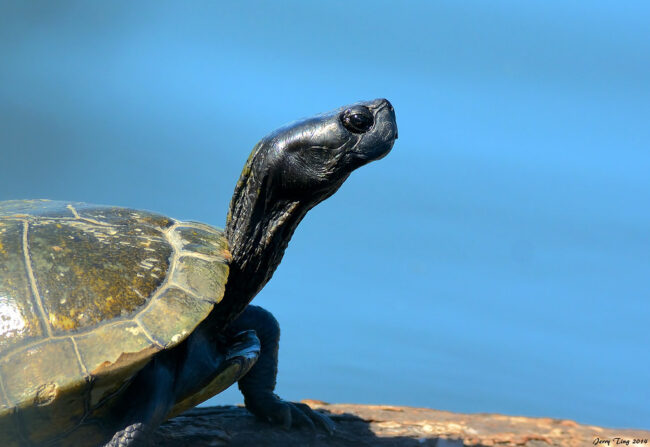烏龜頸:頭部前引不只讓肩頸痠痛，也影響呼吸和核心功能