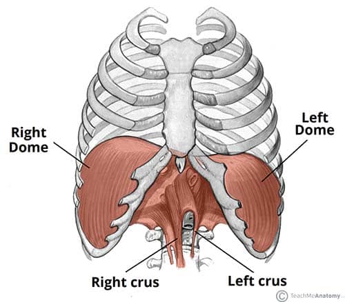 橫隔膜的超能力，橫隔膜呼吸加強核心功能