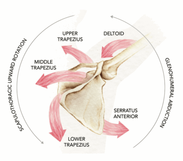 upper body biomechanics, Tim